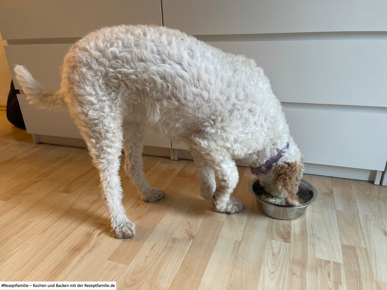 Luna schmeckt es - Putenfleisch mit Kartoffeln - Rezept von Doggi-Dog.com vorgestellt von Rezeptfamilie