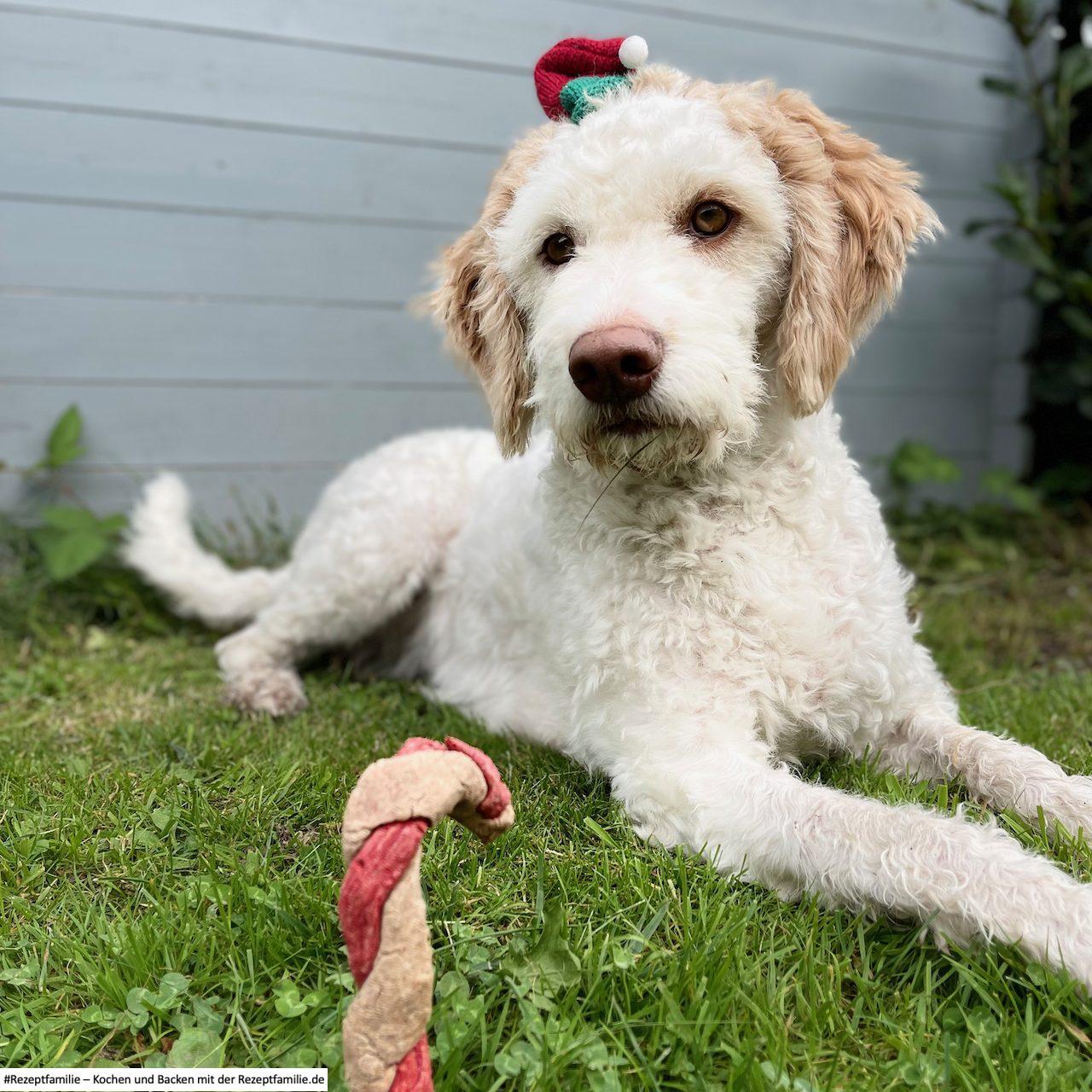 Luna schmeckt es - Zuckerstangen - Rezept von Doggi-Dog.com
