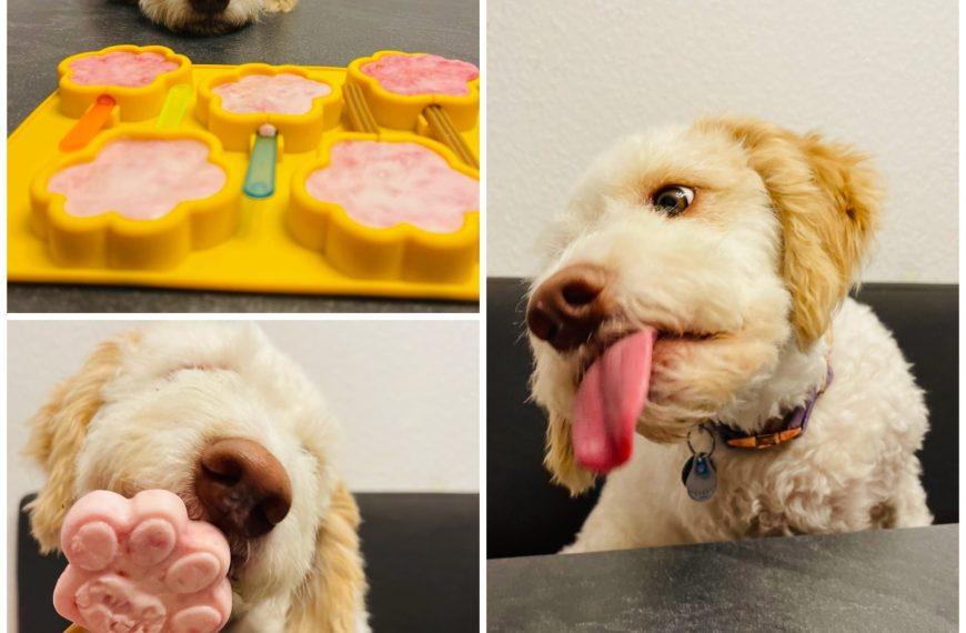 Rezepte für Hunde 2 Himbeer Eis für Hunde - vorgestellt von Doggi-Dog und der Rezeptfamilie