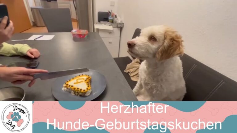 Herzhafter Hunde-Geburtstagskuchen